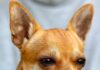Co trzeba kupić dla chihuahua?
