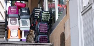 Jaki transporter dla małego psa?