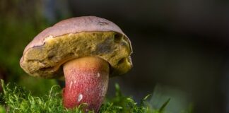 Ile kosztują świeże borowiki?